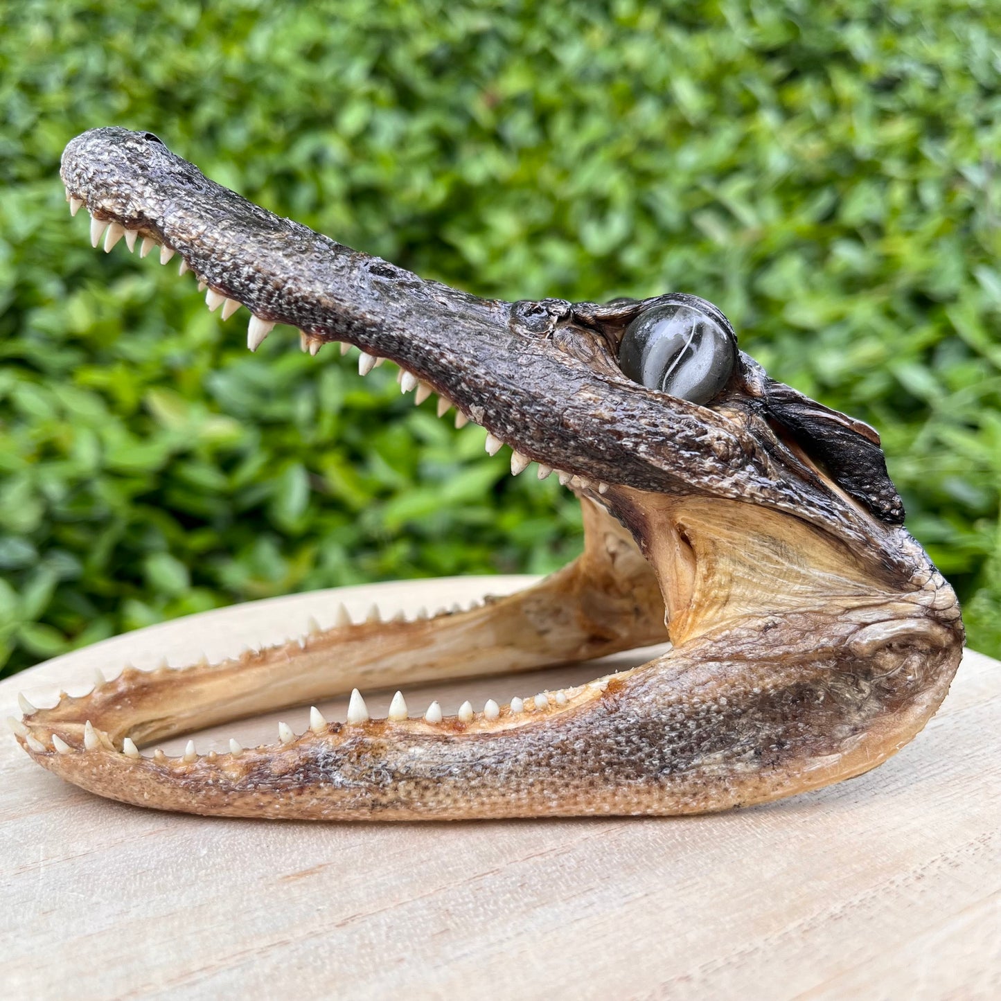 Taxidermy Alligator Head