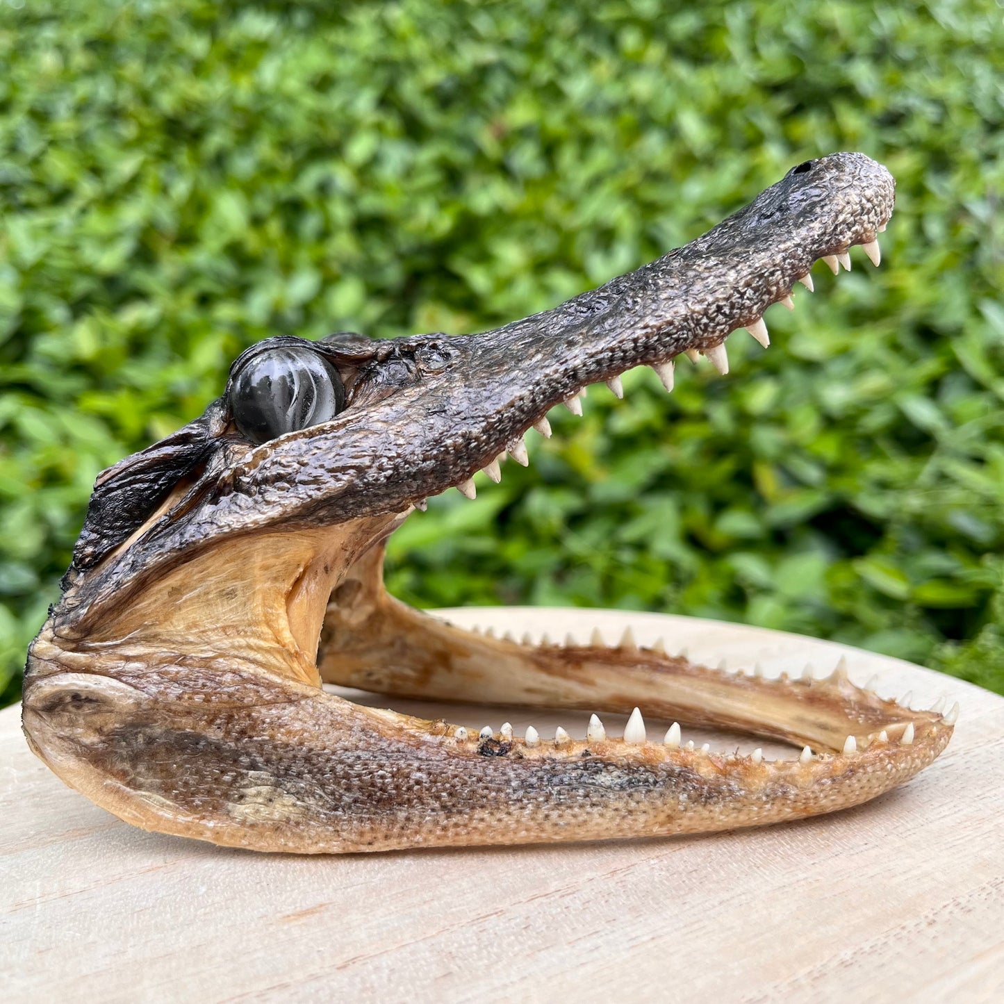 Taxidermy Alligator Head