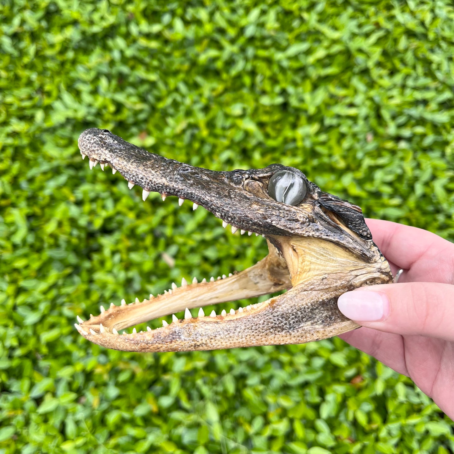 Taxidermy Alligator Head