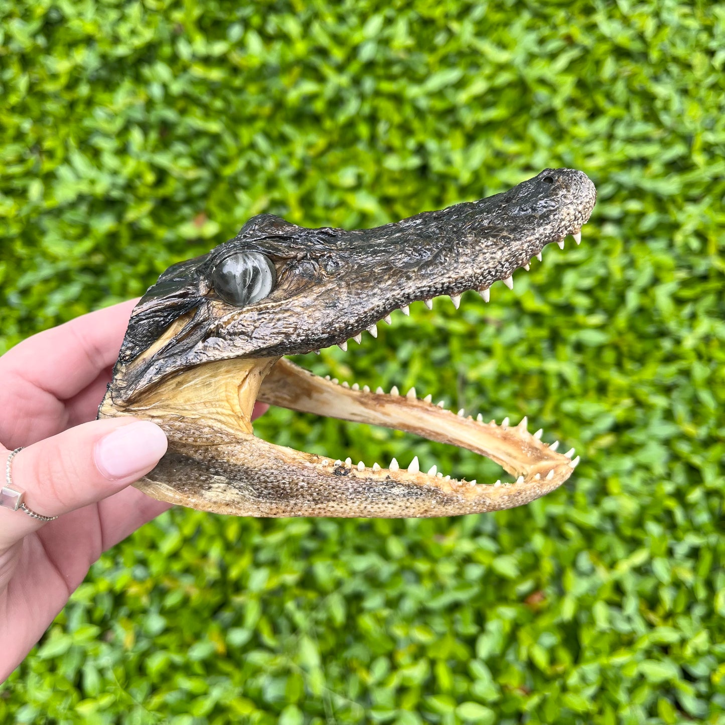 Taxidermy Alligator Head