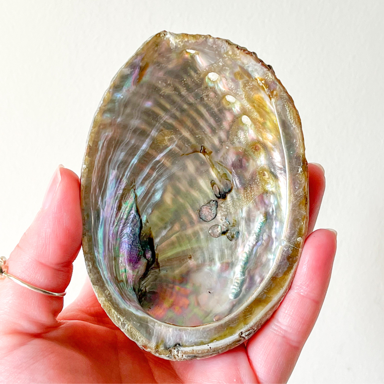 Small Abalone Shell